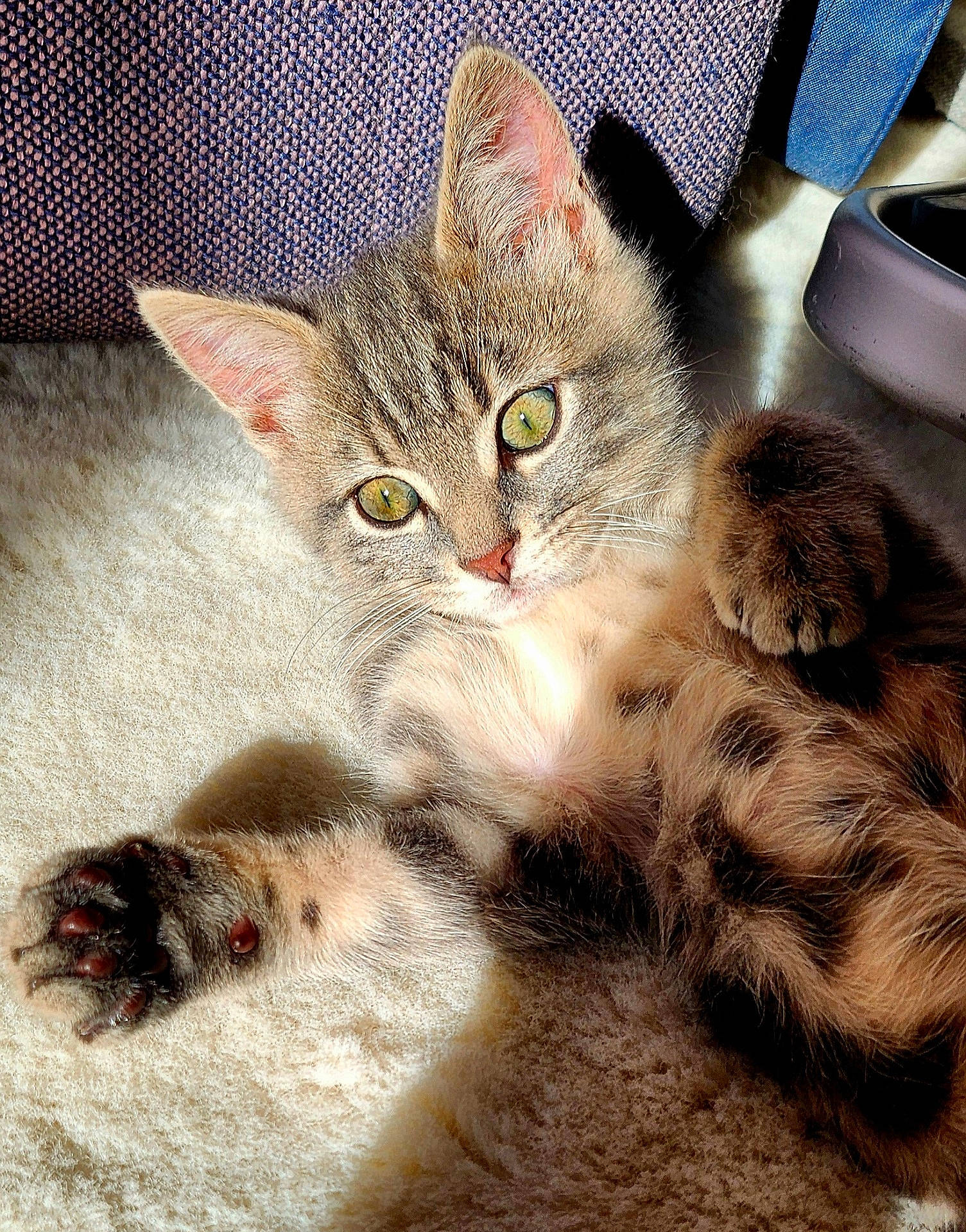 Napoléon participe au concours pour gagner de l'argent avec cette photo : abyssinian, animal, armchair, canine, cat, chair, claw, couch, dog, electronics, furniture, hardware, hardwood, homedecor, hook, kitten, manx, pet, siamese, wood