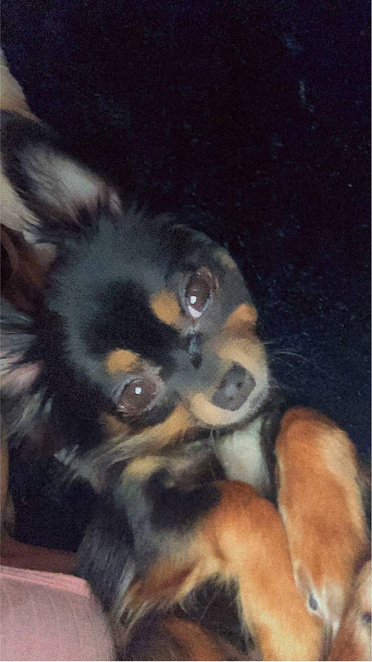 Lady a rejoint le concours — aidez-le/la à gagner de superbes lots ! beaglier, canidae, carnivore, companion_dog, dog, dog_breed, ear, fawn, fur, paw, snout, sporting_group, terrestrial_animal, toy_dog, whiskers, working_animal, working_dog