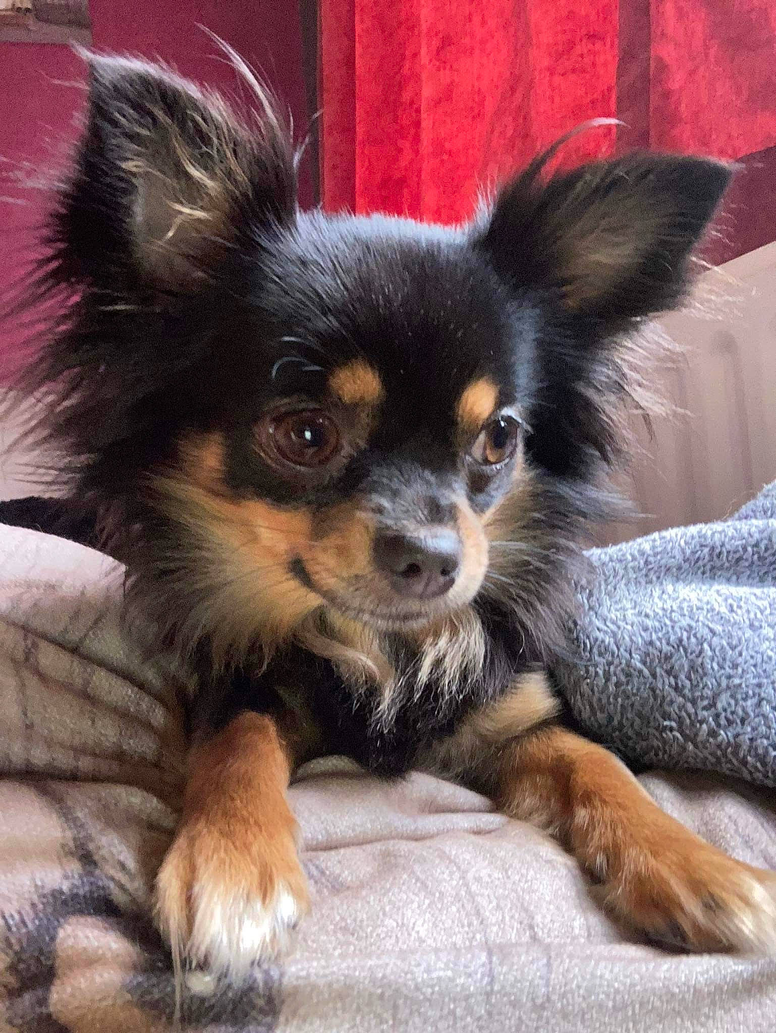 Lady participe au concours pour gagner de l'argent avec cette photo : canidae, carnivore, companion_dog, dog, dog_breed, ear, fawn, fur, snout, sporting_group, terrestrial_animal, toy_dog, whiskers