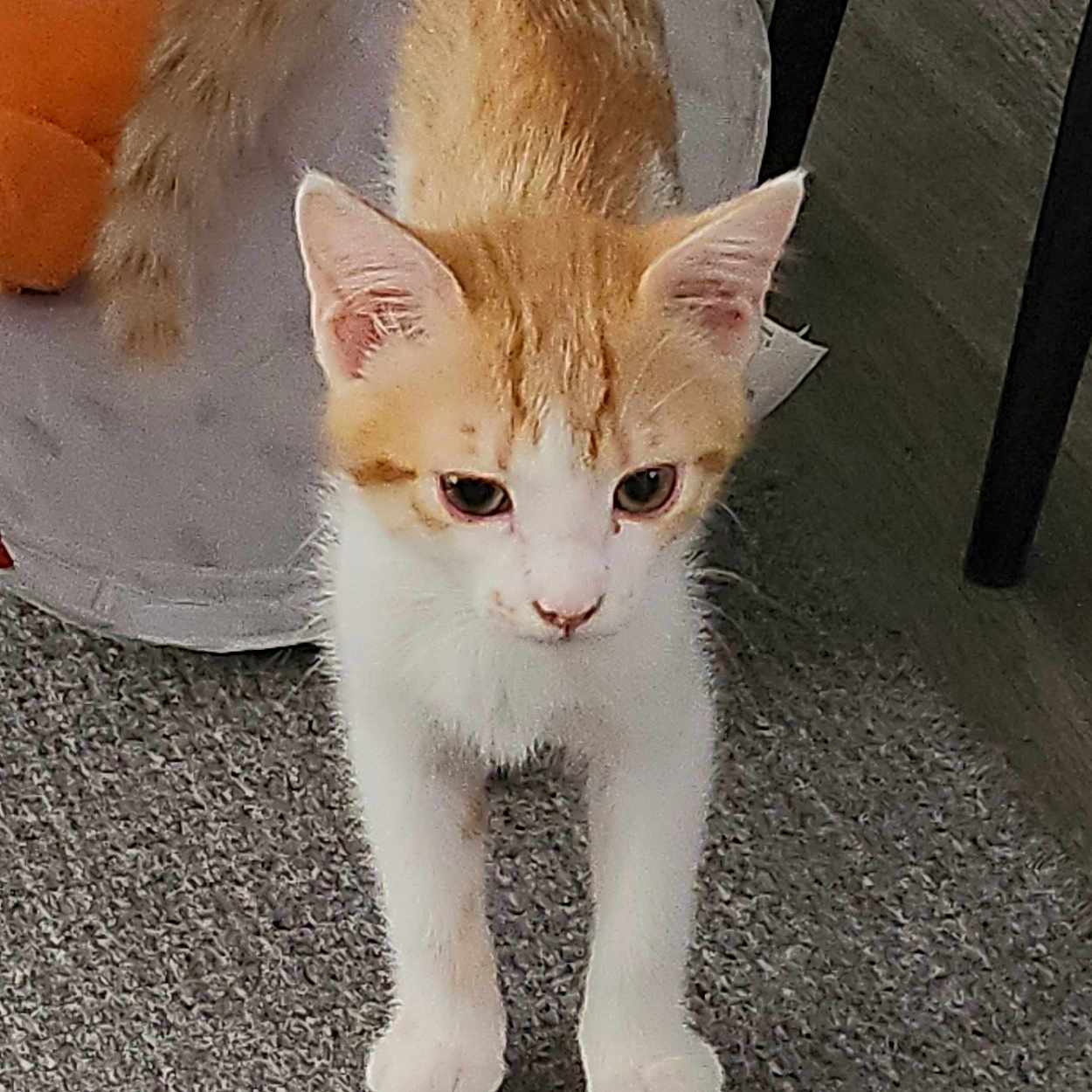Caramel participe au concours pour gagner de l'argent avec cette photo : alert, carpet, cat, curious, cute, ears, feline, floor, four_legs, home, indoor, kitten, orange_and_white, pet, small, tail, toy, tunnel, whiskers, young