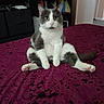 cat, grey_and_white, sitting, bed, blanket, indoor, relaxed, pet, animal, feline, fur, pink_nose, ears, whiskers, yellow_eyes, tail, carpet, door, bookshelf, furniture