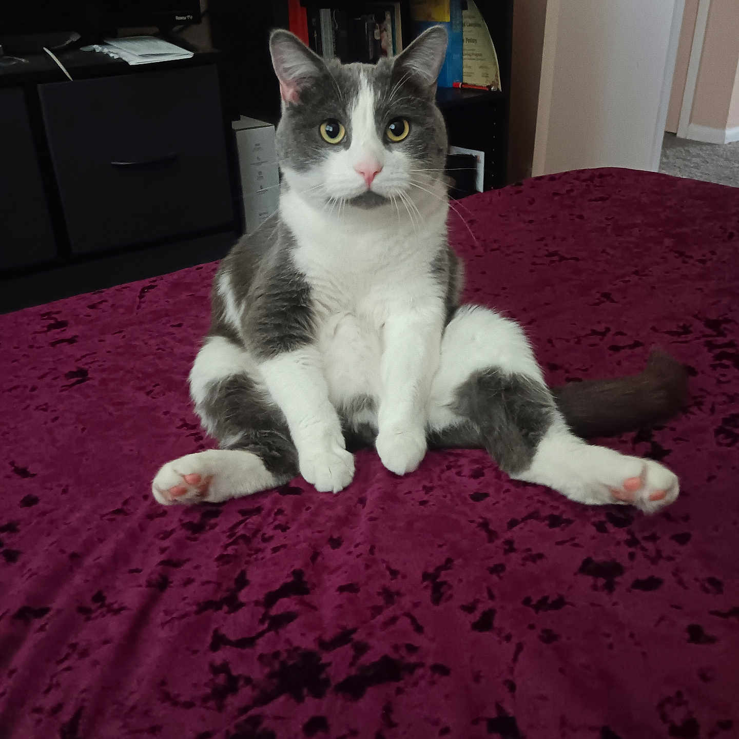 Pussifer is registered to the contest to win money with this photo: cat, grey_and_white, sitting, bed, blanket, indoor, relaxed, pet, animal, feline, fur, pink_nose, ears, whiskers, yellow_eyes, tail, carpet, door, bookshelf, furniture