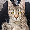 kitten, cat, tabby, close_up, pet, animal, fur, whiskers, ears, eyes, lap, person, clothing, pants, shoes, carpet, indoors, cute, curious, domestic_animal