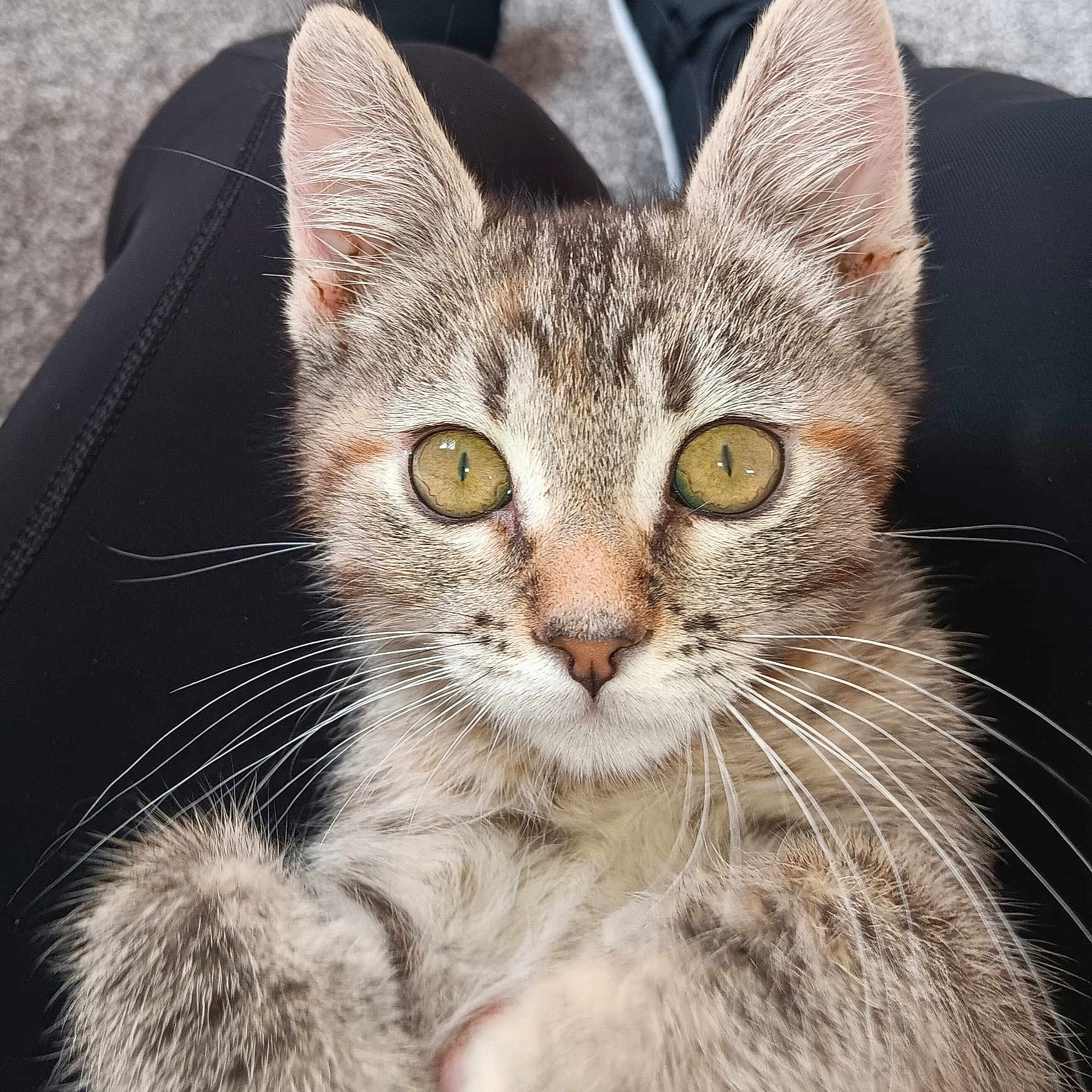 Pumpkin Spice joined the competition — help win amazing prizes! kitten, cat, tabby, close_up, pet, animal, fur, whiskers, ears, eyes, lap, person, clothing, pants, shoes, carpet, indoors, cute, curious, domestic_animal