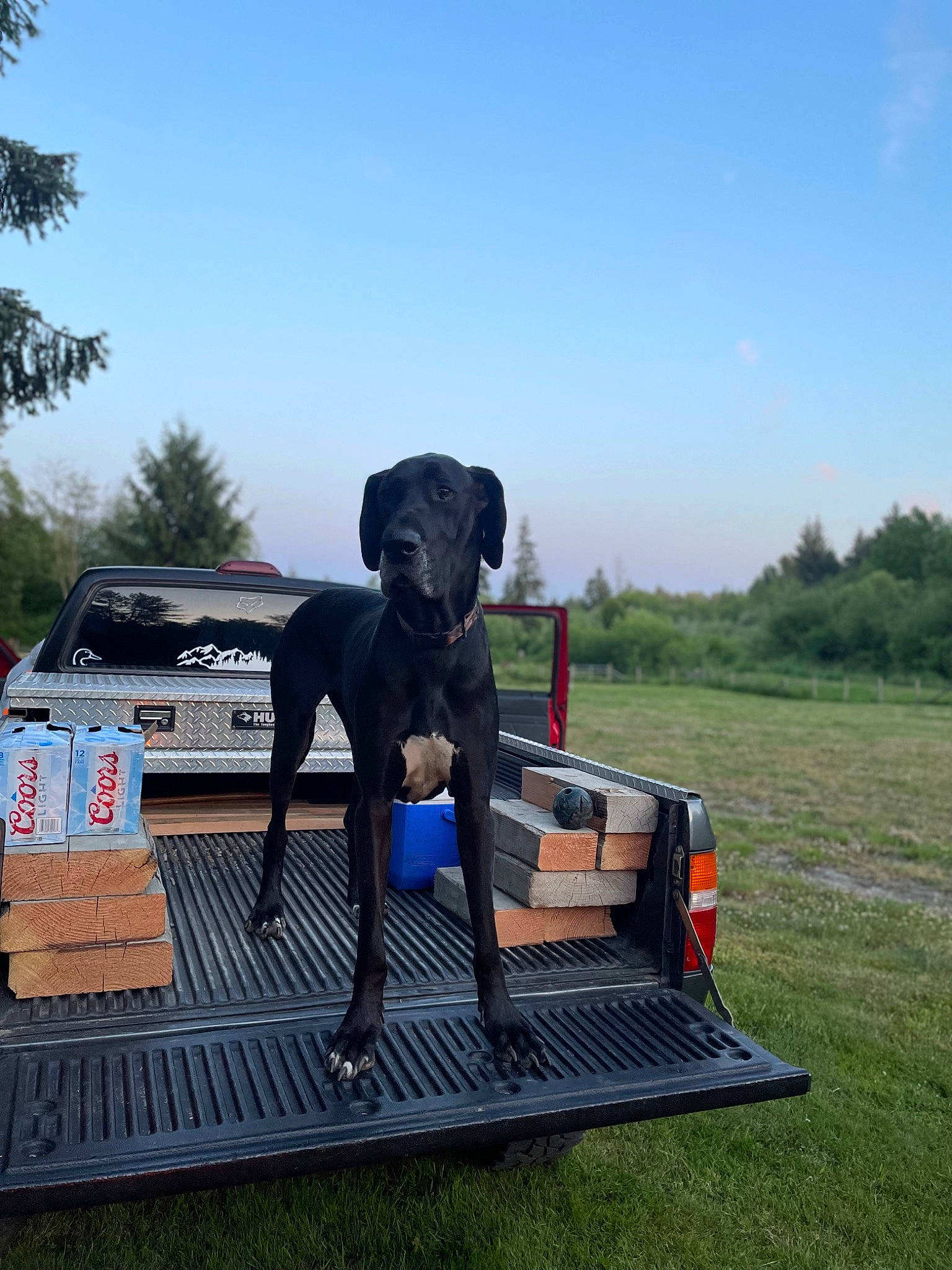 Maverick is registered to the contest to win money with this photo: automotive_exterior, automotive_tire, bumper, car, carnivore, cloud, companion_dog, dog, dog_breed, dog_supply, grass, landscape, leisure, plant, recreation, sculpture, sky, tree, vehicle, working_animal
