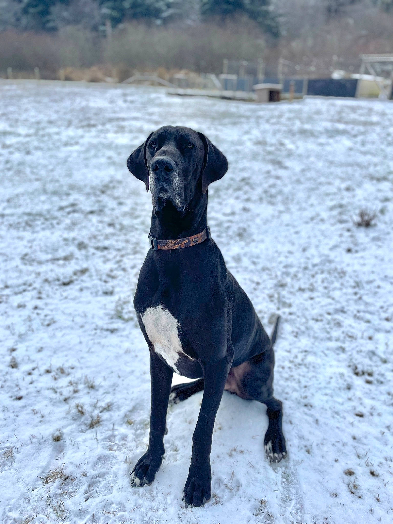 Maverick is registered to the contest to win money with this photo: borador, canidae, carnivore, collar, companion_dog, dog, dog_breed, dog_collar, dog_supply, freezing, guard_dog, gun_dog, hunting_dog, pet_supply, snow, sporting_group, whiskers, winter, working_animal, working_dog
