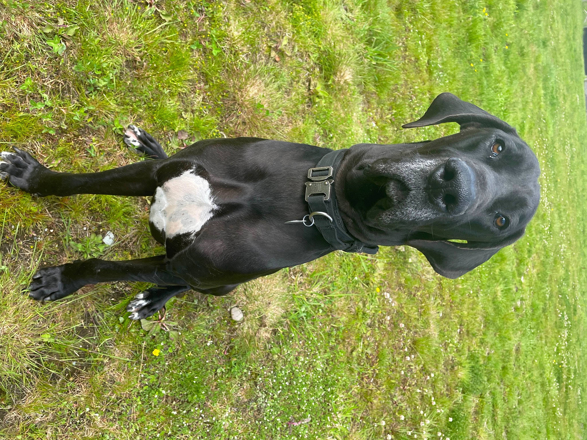 Maverick is registered to the contest to win money with this photo: borador, canidae, carnivore, collar, companion_dog, dog, dog_breed, dog_collar, grass, grassland, guard_dog, gun_dog, pet_supply, plant, sculpture, snout, sporting_group, tail, terrestrial_animal, working_animal