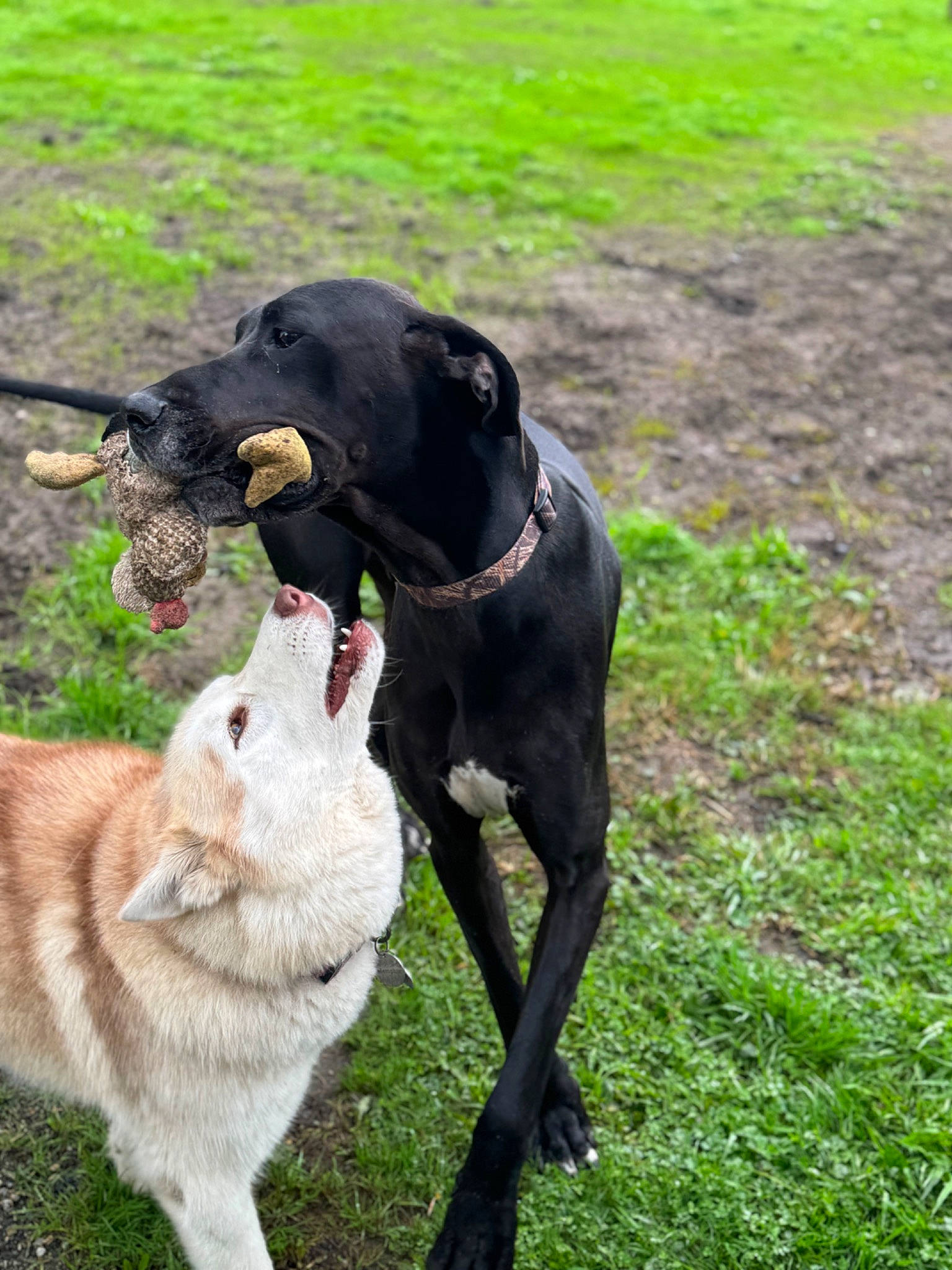 Maverick joined the competition — help win amazing prizes! bovine, canidae, carnivore, collar, companion_dog, dog, dog_breed, dog_collar, dog_hiking, fashion_accessory, fawn, fur, gesture, grass, leash, plant, snout, sporting_group, tail, working_animal