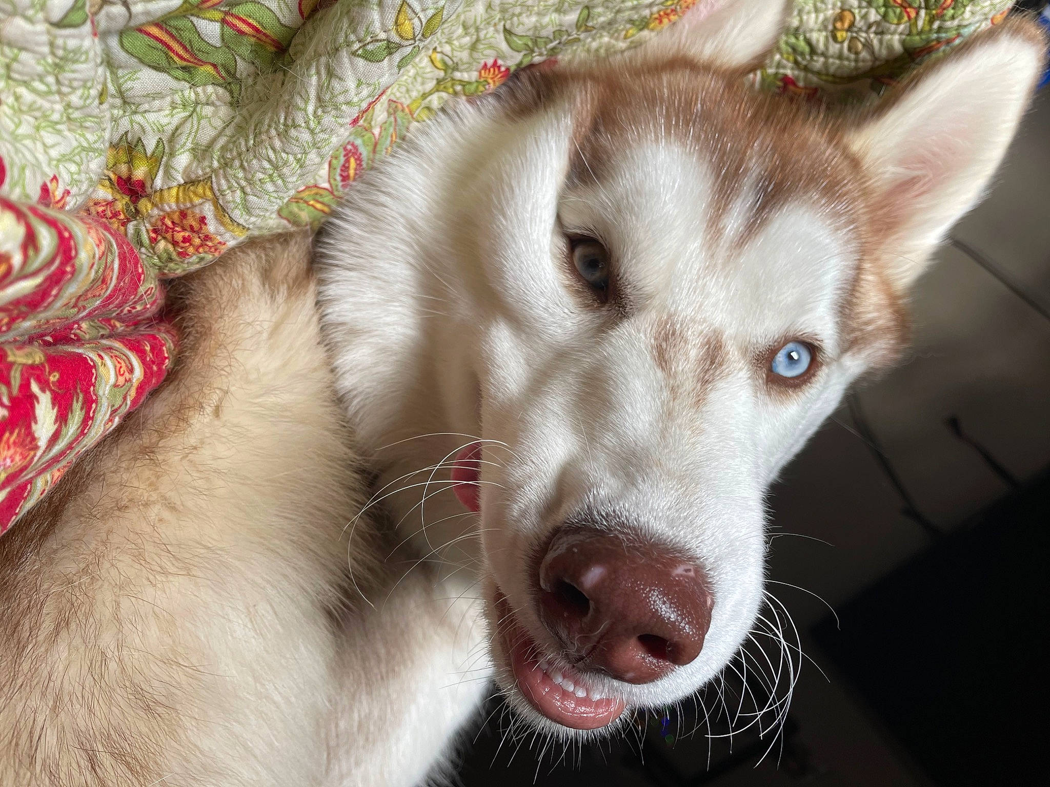 Memphis is registered to the contest to win money with this photo: ancient_dog_breeds, canidae, canis, carnivore, companion_dog, dog, dog_breed, fang, fawn, fur, non_sporting_group, snout, terrestrial_animal, whiskers, wildlife, wolf, working_animal, working_dog