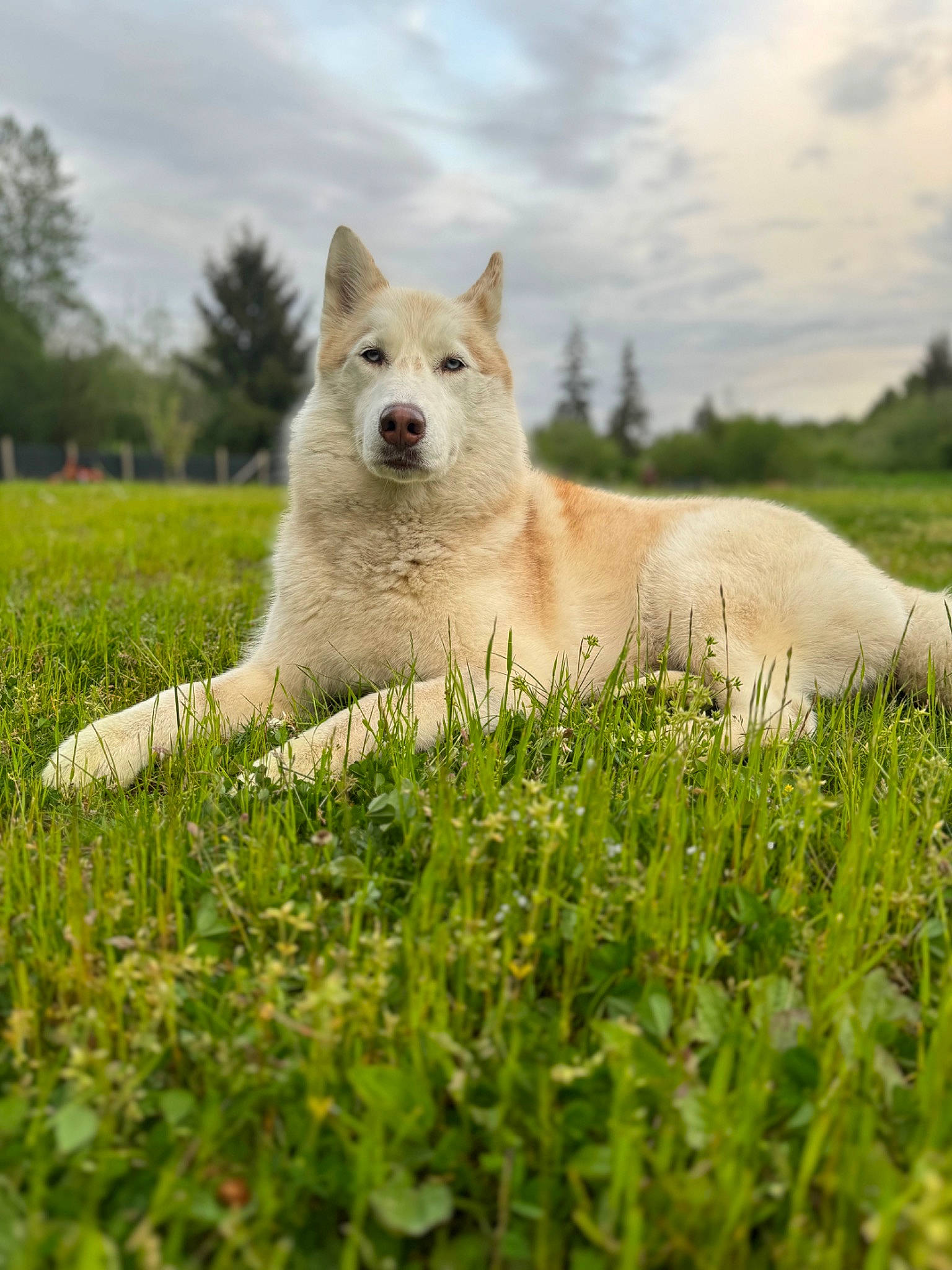 Memphis joined the competition — help win amazing prizes! carnivore, cloud, companion_dog, dog, dog_breed, fawn, field, grass, grassland, landscape, natural_landscape, pasture, plant, prairie, sky, snout, terrestrial_animal, tree, water, working_animal