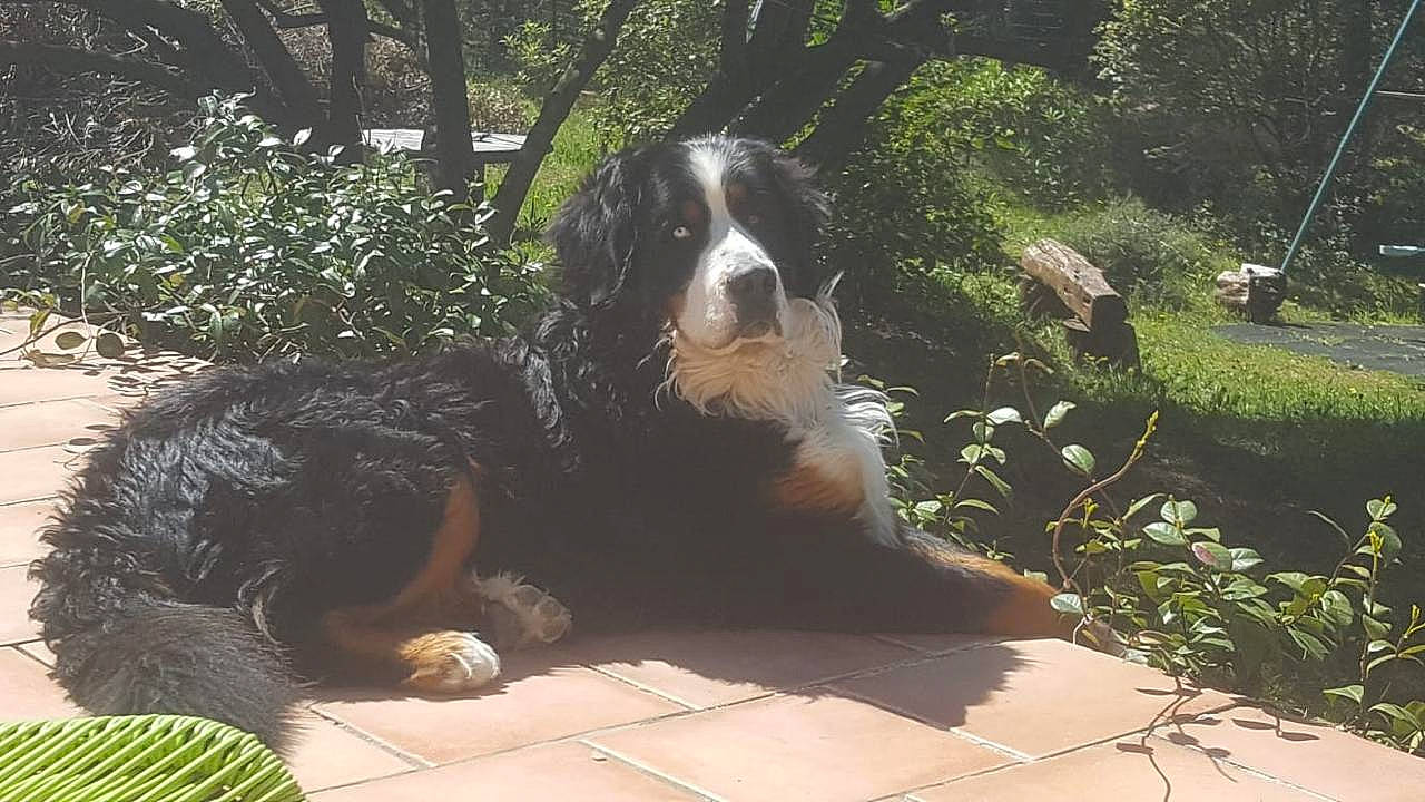 Nell participe au concours pour gagner de l'argent avec cette photo : bernese_mountain_dog, canidae, carnivore, companion_dog, dog, dog_breed, fur, garden, grass, groundcover, herding_dog, hunting_dog, plant, shade, snout, sporting_group, terrestrial_animal, tree, working_animal, working_dog