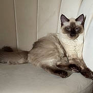 Chupapi participe au concours pour gagner de l'argent avec cette photo : animal, cat, couch, cozy, cream_color, domestic_animal, ears, feline, fluffy, fur, furniture, home, indoor, lounging, pet, relaxed, resting, siamese_cat, tail, whiskers