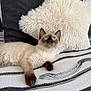 Chupapi a rejoint le concours — aidez-le/la à gagner de superbes lots ! bed, bedding, black_pillow, blue_eyes, cat, cozy, cute, ears, fluffy, fur, indoor, looking_up, pet, pillow, relaxed, siamese_cat, star_shaped_pillow, striped_bedspread, whiskers, white_pillow