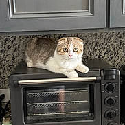 Remy is registered to the contest to win money with this photo: animal, appliance, brown, cat, countertop, curious, domestic, feline, granite, household, indoor, kitchen, perched, pet, resting, scottish_fold, small, toaster_oven, white, wide_eyes