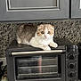 animal, appliance, brown, cat, countertop, curious, domestic, feline, granite, household, indoor, kitchen, perched, pet, resting, scottish_fold, small, toaster_oven, white, wide_eyes