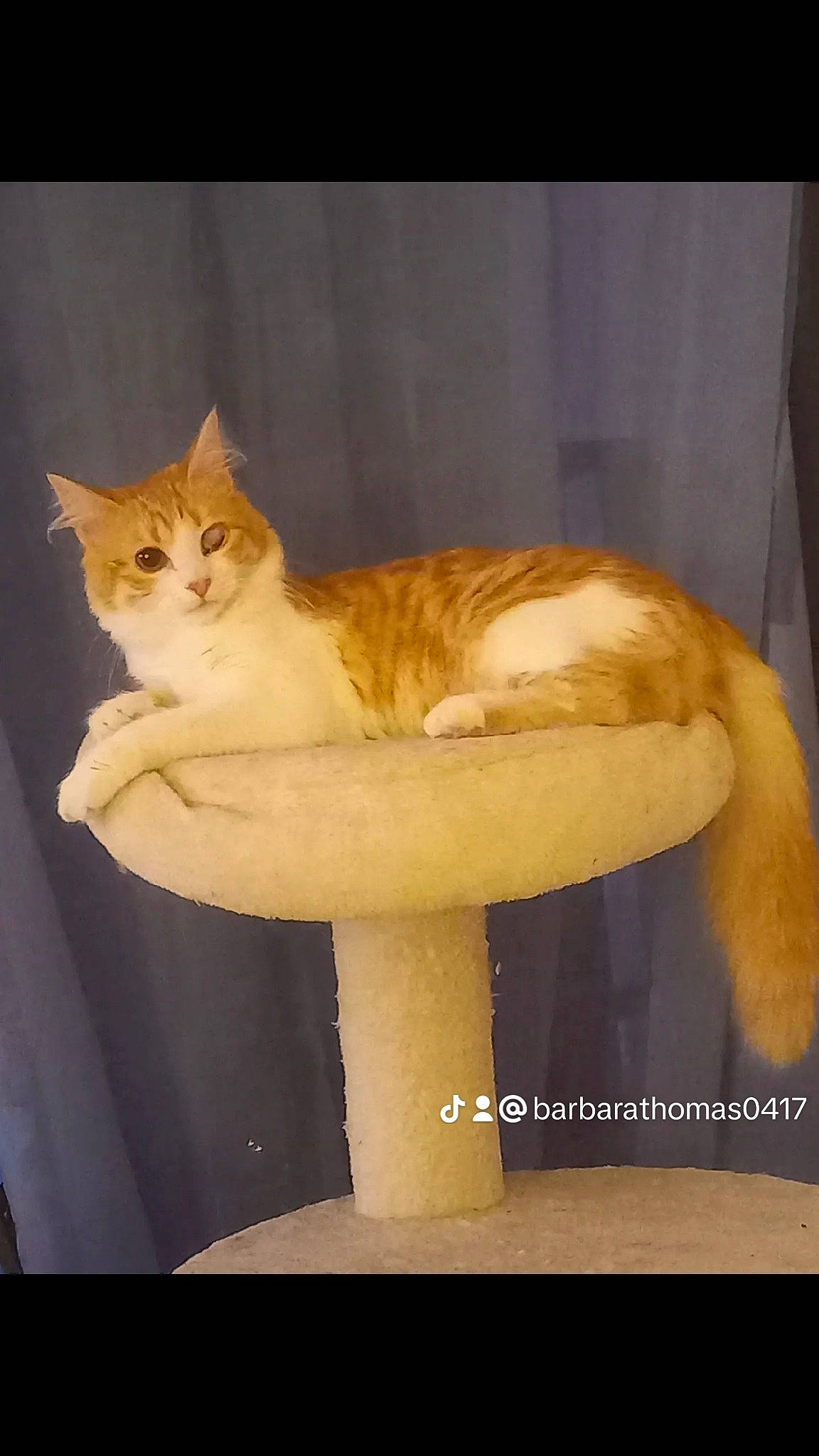 Caline a rejoint le concours — aidez-le/la à gagner de superbes lots ! carnivore, cat, cat_supply, domestic_short_haired_cat, fawn, felidae, fur, paw, pedestal, plant, small_to_medium_sized_cats, tail, terrestrial_animal, tree, whiskers, window, wood