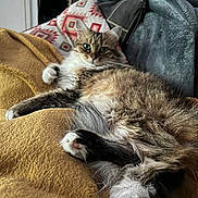 Harley a rejoint le concours — aidez-le/la à gagner de superbes lots ! cat, tabby, fluffy, pet, animal, relaxed, indoor, blanket, cushion, sofa, cozy, fur, paw, whiskers, green_eyes, living_room, resting, domestic_cat, comfort, soft