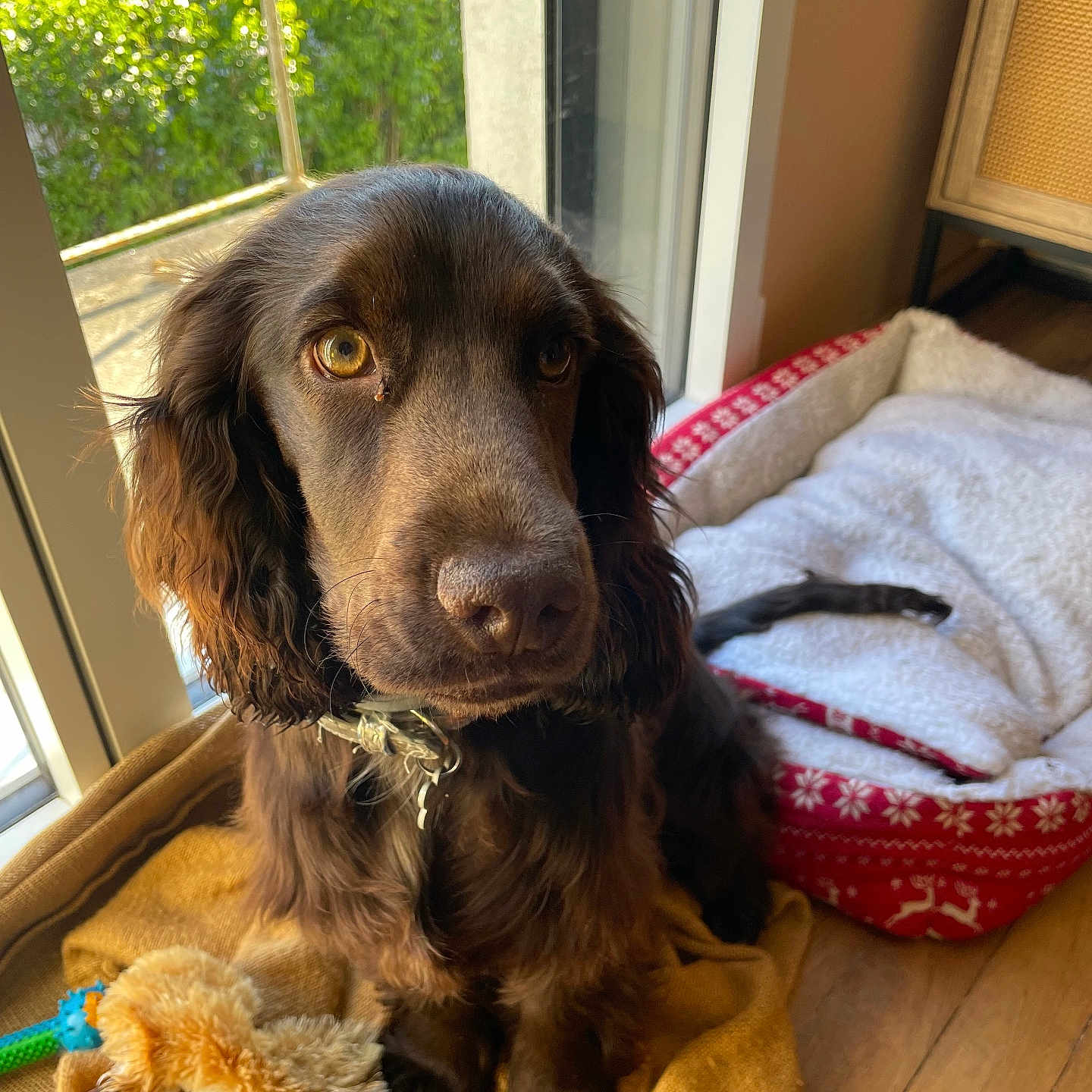 Guizmo a rejoint le concours — aidez-le/la à gagner de superbes lots ! animal, blanket, canine, cat, cockerspaniel, cushion, dog, dogbed, door, homedecor, hound, labradorretriever, linen, mat, pet, puppy, terrier, towel, window, wood