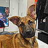 dog, puppy, brown_fur, pet, indoor, bed, blanket, ear_up, ear_flopped, curious, looking_at_camera, furniture, cabinet, clothes, hanger, television, person_on_tv, room, home, cozy
