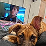 évy participe au concours pour gagner de l'argent avec cette photo : puppy, dog, bedroom, blanket, television, indoor, resting, brown_fur, cute, pet, canine, young_dog, ears, face, looking, home, furniture, cabinet, window, relaxed