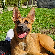évy participe au concours pour gagner de l'argent avec cette photo : dog, grass, outdoor, sunny, blue_sky, house, wall, fence, ear, tongue, pet, canine, happy, relaxing, foot, sock, daylight, greenery, yard, animal
