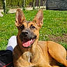 dog, grass, outdoor, sunny, blue_sky, house, wall, fence, ear, tongue, pet, canine, happy, relaxing, foot, sock, daylight, greenery, yard, animal