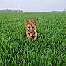 évy a rejoint le concours — aidez-le/la à gagner de superbes lots ! dog, field, grass, outdoor, canine, nature, greenery, pet, animal, tongue_out, ears, sky, landscape, happy, playful, summer, daylight, adventure, walking, open_space