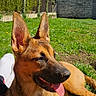 dog, german_shepherd, puppy, grass, outdoor, sunny, blue_sky, ears, tongue, pet, animal, nature, backyard, house, tree, daylight, canine, relaxed, fur, muzzle