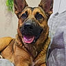 dog, german_shepherd, pet, indoor, tongue_out, happy, canine, animal, fur, ears, paws, blanket, couch, relaxed, portrait, close_up, face, plant, wall, cozy