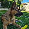 dog, grass, outdoor, toy, sunlight, blue_sky, tree, pet, canine, nature, yard, fence, relaxing, animal, summer, paw, playful, sunny, garden, house