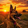 animal, canine, clouds, dog, ears, field, german_shepherd, golden_hour, grass, happy, landscape, muzzle, nature, outdoor, pet, relaxed, sky, sun, sunset, tongue_out