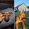 dog, puppy, german_shepherd, animal, pet, grass, outdoor, car_interior, ball, playing, ears, sunlight, house, fence, canine, young_dog, resting, close_up, portrait, nature
