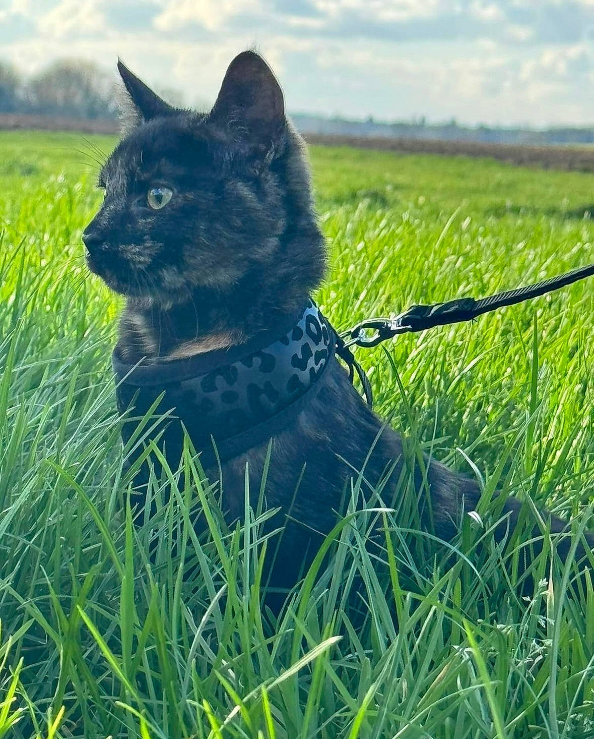 Indie joined the competition — help win amazing prizes! carnivore, cat, cloud, dog_breed, felidae, fur, grass, grassland, meadow, natural_landscape, plant, prairie, sky, small_to_medium_sized_cats, snout, sporting_group, tail, terrestrial_animal, tree, whiskers