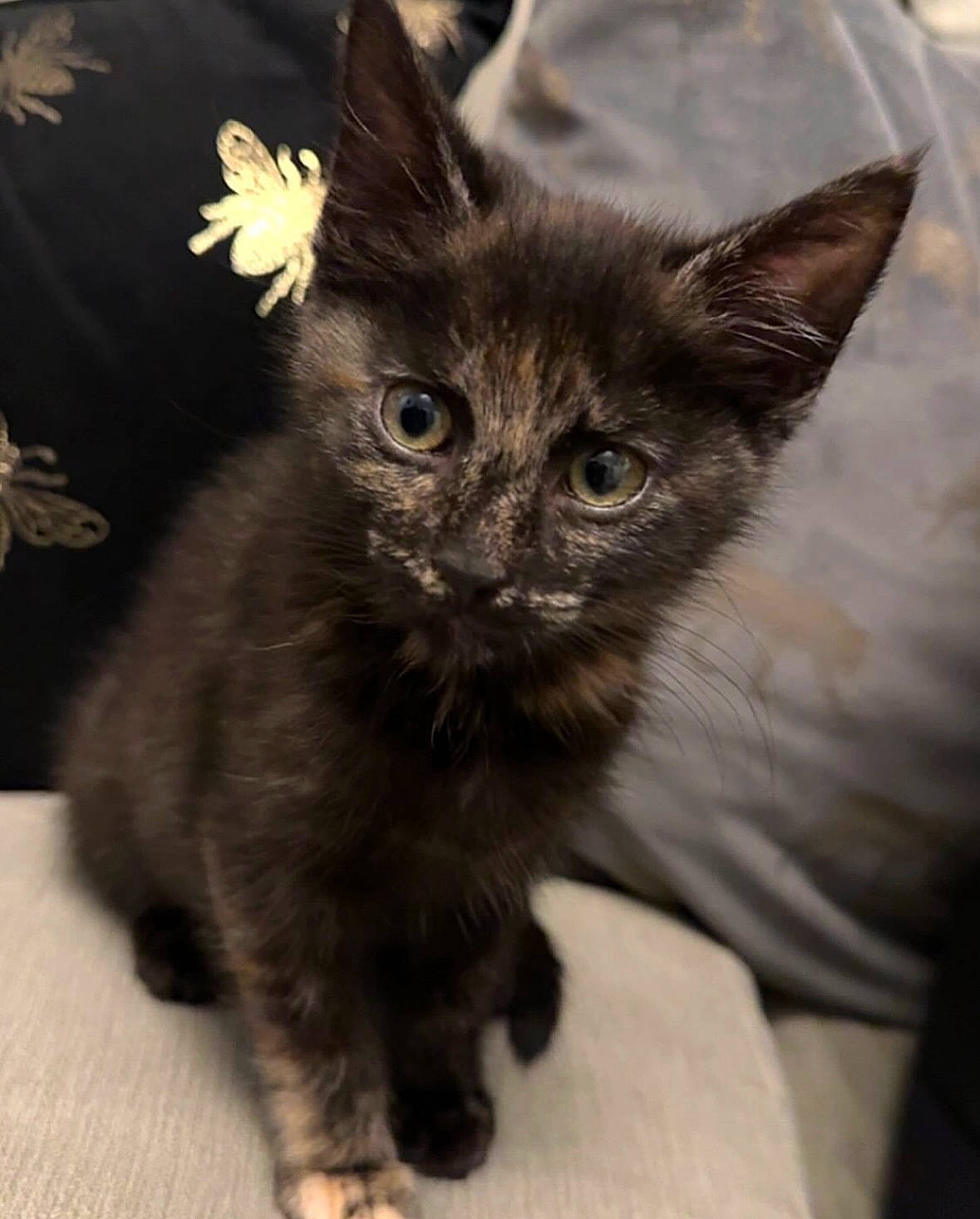 Indie joined the competition — help win amazing prizes! black_cat, carnivore, cat, claw, domestic_short_haired_cat, ear, eye, fawn, felidae, fur, head, iris, paw, small_to_medium_sized_cats, snout, tail, terrestrial_animal, whiskers