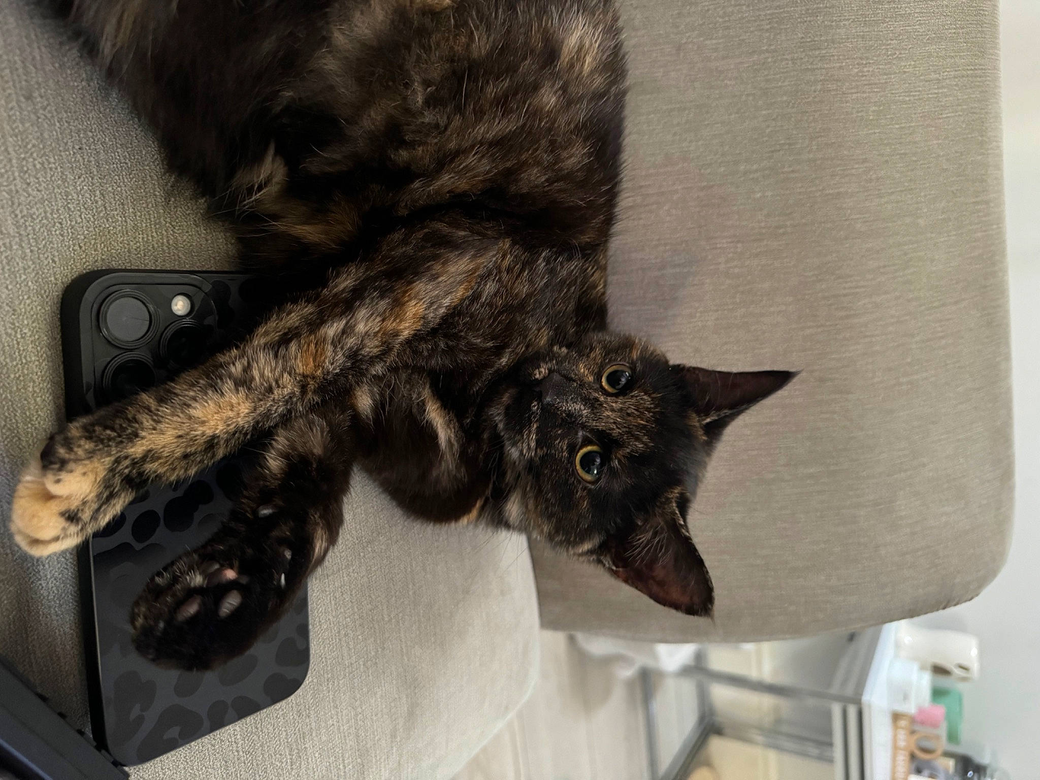 Indie joined the competition — help win amazing prizes! black_cat, carnivore, cat, claw, comfort, dog_breed, domestic_short_haired_cat, felidae, fur, grey, paw, small_to_medium_sized_cats, tail, terrestrial_animal, tree, whiskers