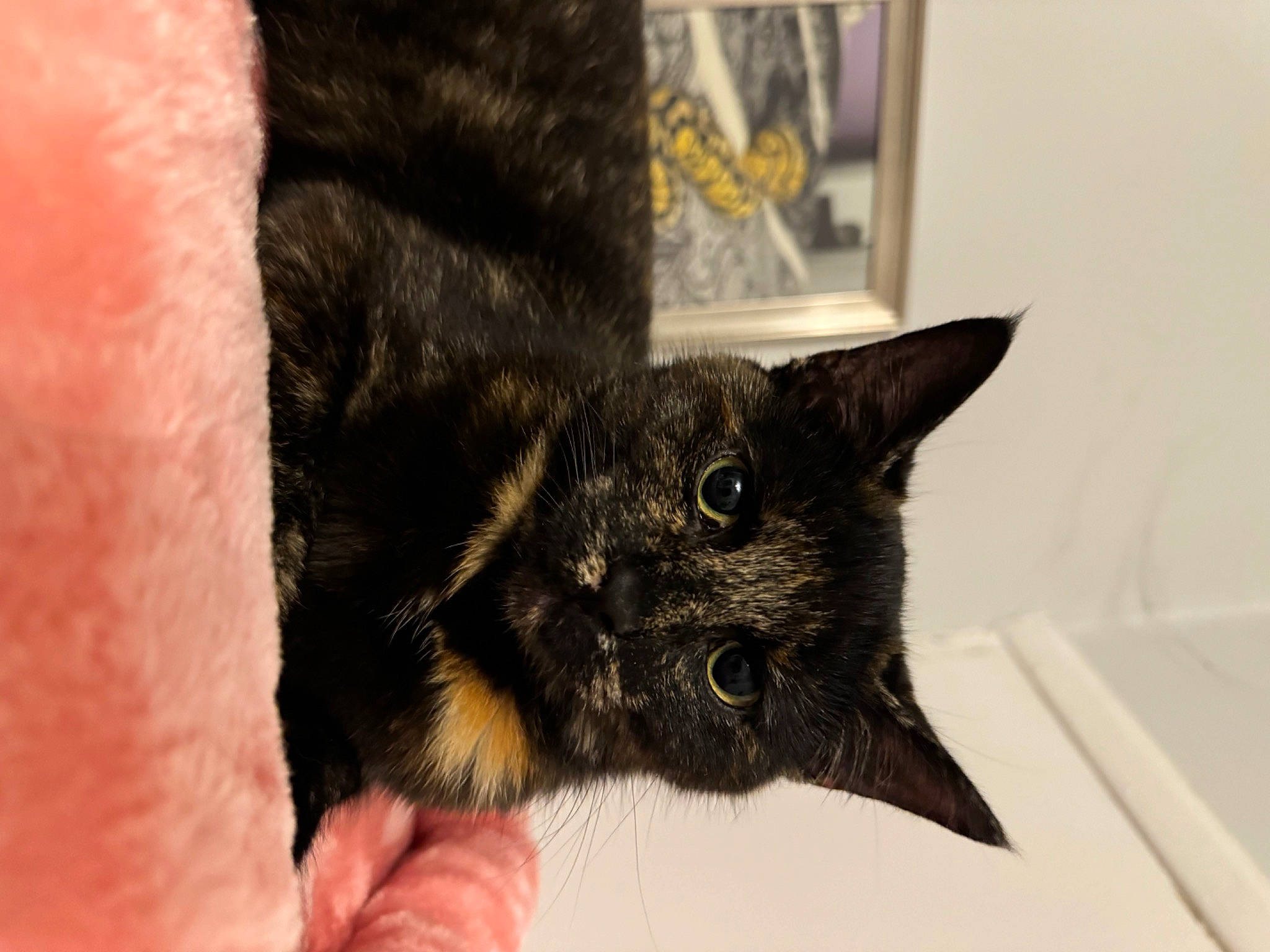 Indie is registered to the contest to win money with this photo: black_cat, bombay, carnivore, cat, claw, comfort, domestic_short_haired_cat, felidae, fur, small_to_medium_sized_cats, snout, terrestrial_animal, whiskers