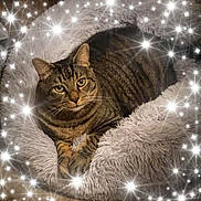 Niko is registered to the contest to win money with this photo: animal, cat, comfort, cozy, cute, ears, feline, fluffy_bed, fur, indoor, paws, pet, relaxed, resting, sleepy, soft_texture, sparkles, striped, tabby, whiskers