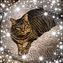 animal, cat, comfort, cozy, cute, ears, feline, fluffy_bed, fur, indoor, paws, pet, relaxed, resting, sleepy, soft_texture, sparkles, striped, tabby, whiskers