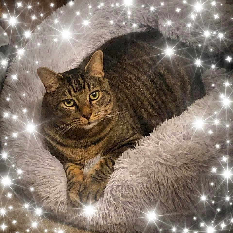 Niko