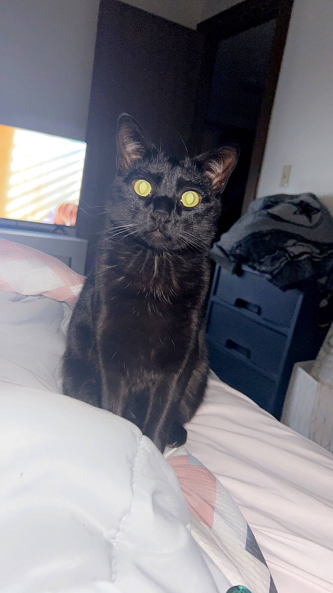 Toothless joined the competition — help win amazing prizes! automotive_tire, bag, bed, black_cat, box, carnivore, cat, chair, claw, comfort, domestic_short_haired_cat, felidae, fur, grey, luggage_and_bags, paw, small_to_medium_sized_cats, tail, whiskers