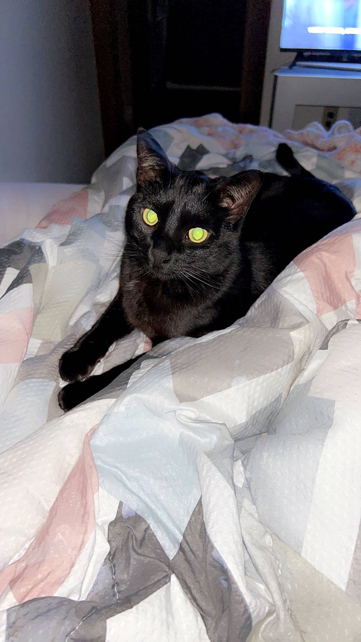 Toothless is registered to the contest to win money with this photo: bag, bed, bedding, black_cat, bombay, carnivore, cat, comfort, domestic_short_haired_cat, felidae, fur, grey, linens, room, sitting, small_to_medium_sized_cats, snout, tail, whiskers