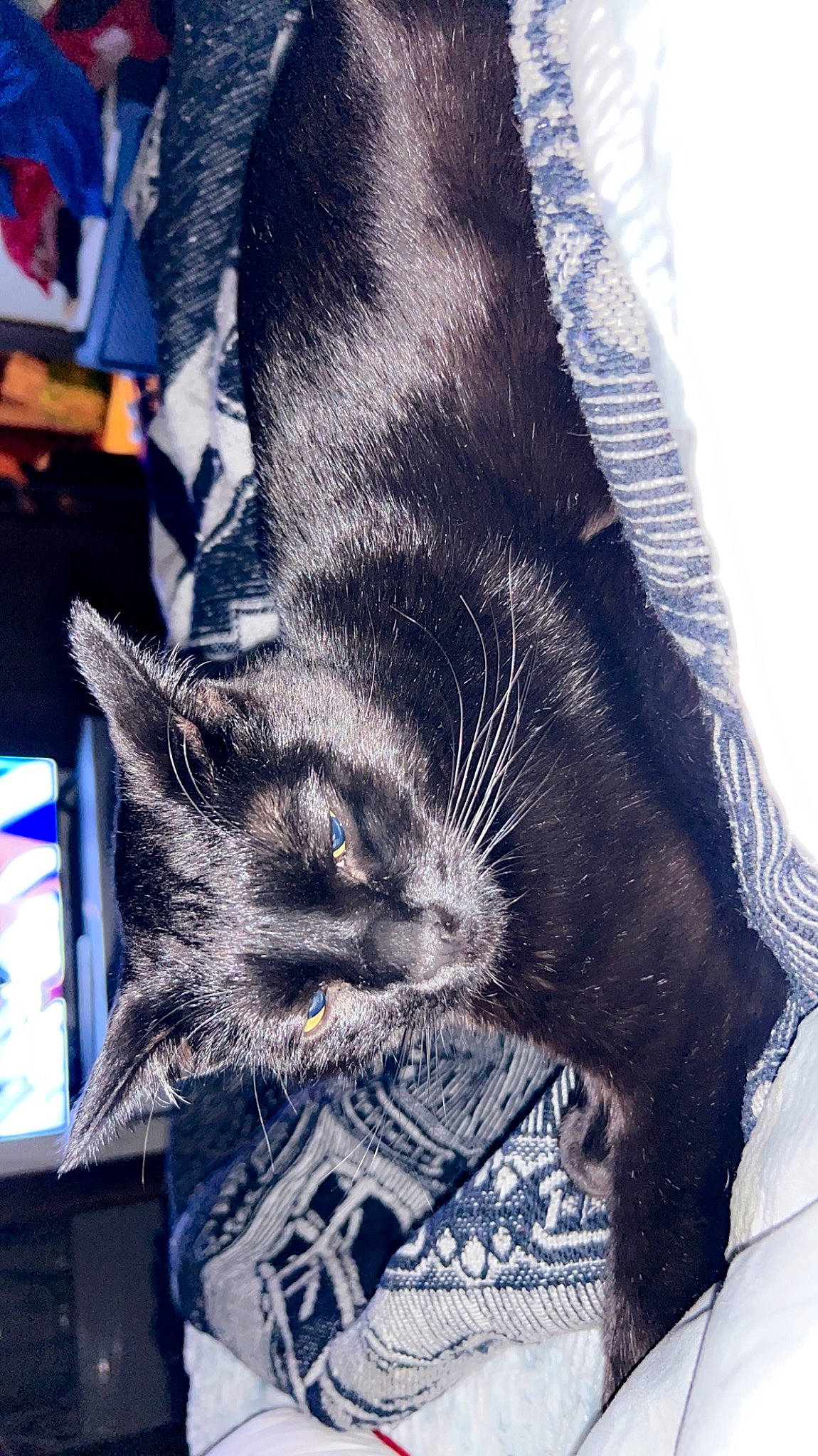 Toothless is registered to the contest to win money with this photo: black_cat, canidae, carnivore, cat, claw, comfort, domestic_short_haired_cat, electric_blue, felidae, fur, gesture, human_leg, linens, pattern, paw, sky, small_to_medium_sized_cats, snout, tail, whiskers