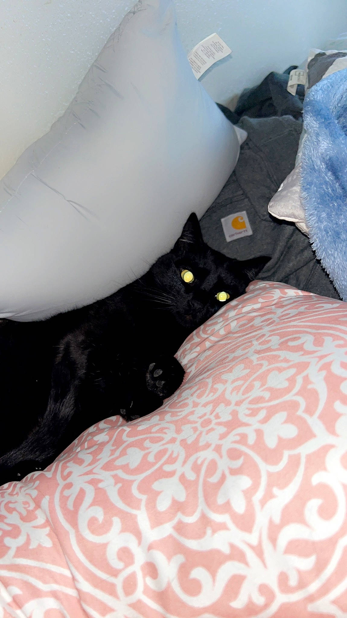 Toothless joined the competition — help win amazing prizes! bed, bed_sheet, bedding, black_cat, bombay, carnivore, cat, cat_supply, comfort, domestic_short_haired_cat, felidae, fur, grey, linens, pattern, room, small_to_medium_sized_cats, tail, textile, whiskers