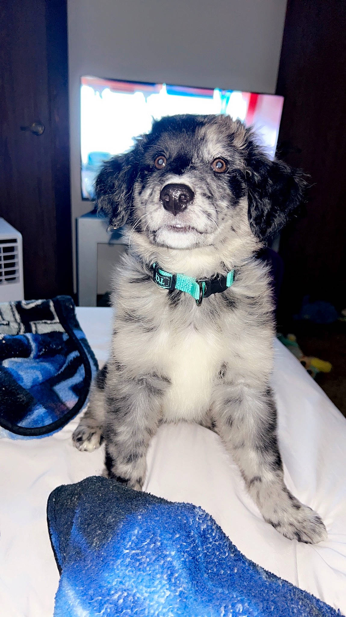 Scout is registered to the contest to win money with this photo: blue, canidae, carnivore, chair, collar, companion_dog, dog, dog_breed, dog_collar, dog_supply, electric_blue, fur, maltepoo, non_sporting_group, pet_supply, snout, sporting_group, toy_dog, water_dog, working_animal