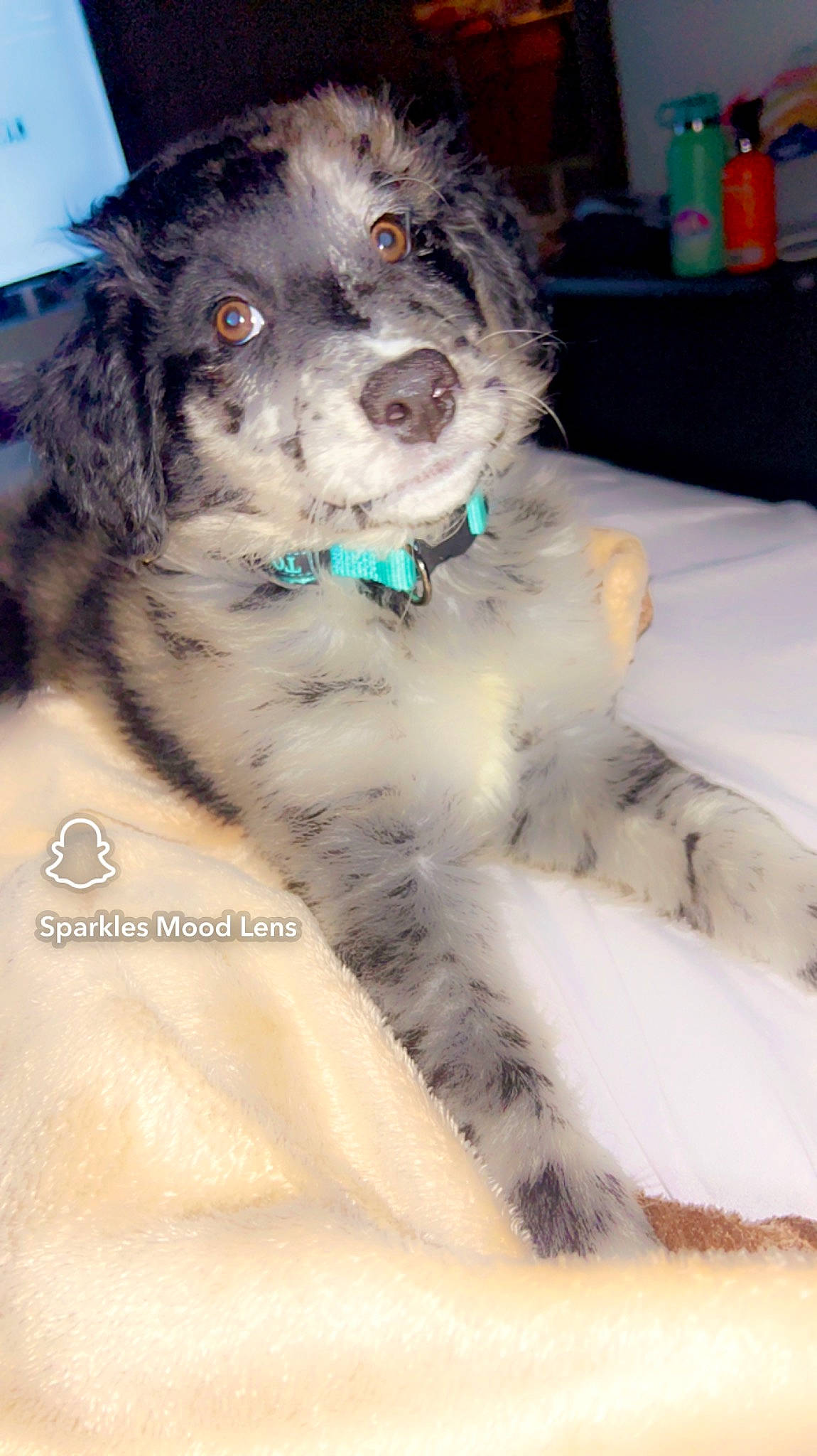 Scout is registered to the contest to win money with this photo: canidae, carnivore, collar, companion_dog, dog, dog_breed, dog_collar, dog_supply, fur, maltepoo, non_sporting_group, paw, puppy, snout, sporting_group, toy_dog, water_dog, working_animal, working_dog, yorkipoo