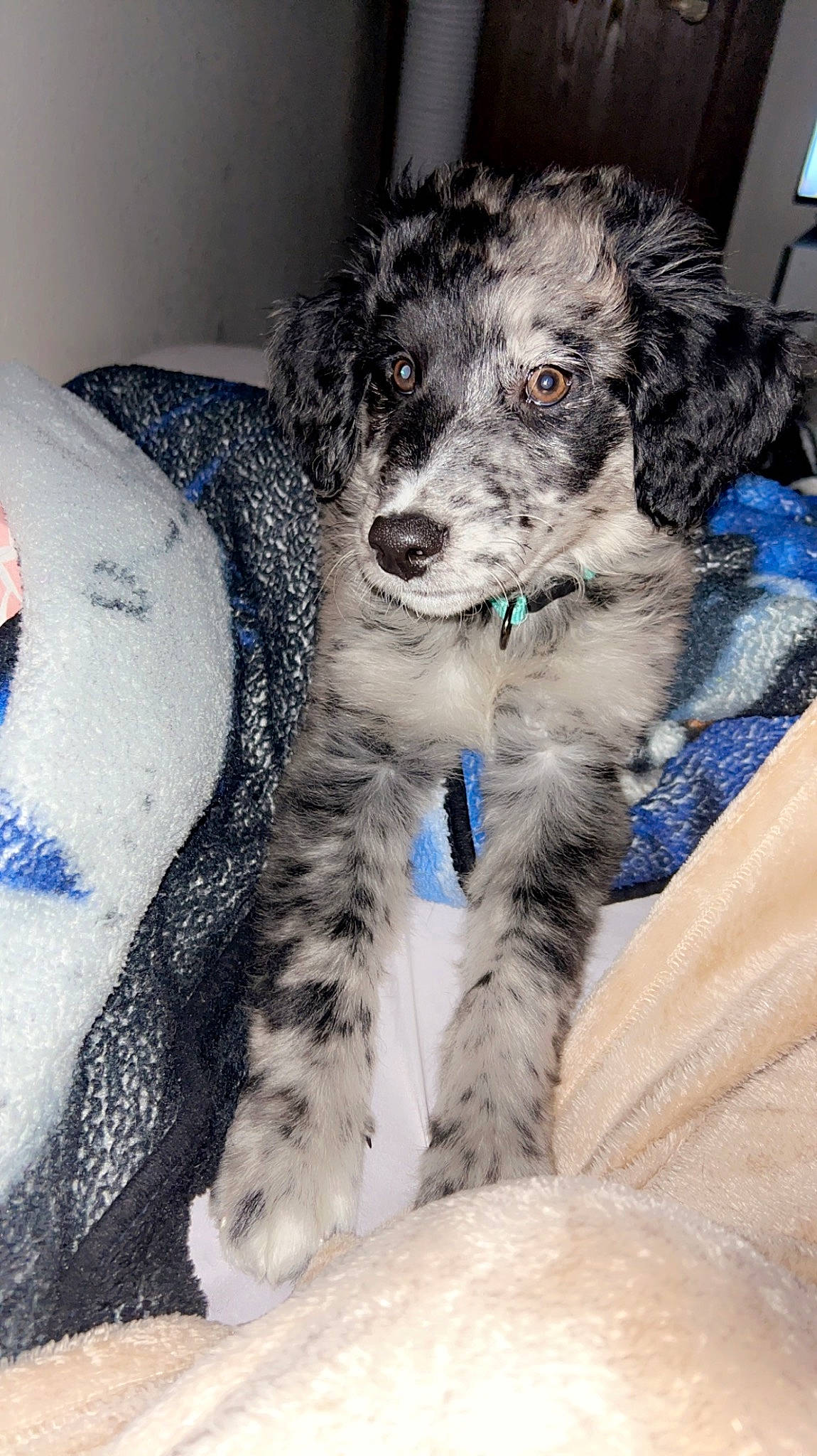 Scout joined the competition — help win amazing prizes! canidae, carnivore, collar, companion_dog, dog, dog_breed, dog_collar, fur, non_sporting_group, snout, sporting_group, terrier, toy_dog, water_dog, working_animal, working_dog