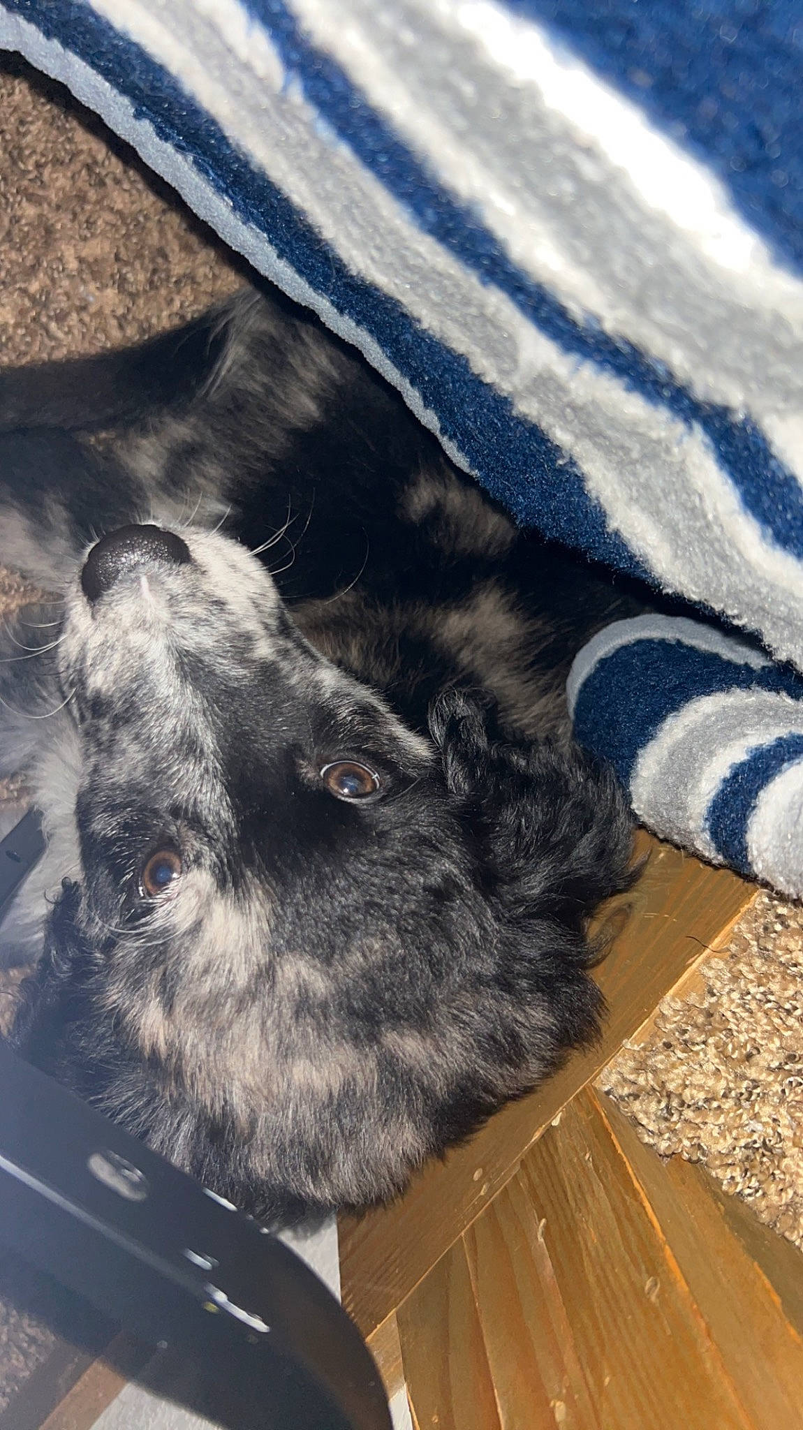 Scout joined the competition — help win amazing prizes! carnivore, comfort, companion_dog, dog_breed, domestic_short_haired_cat, electric_blue, felidae, flooring, fur, grey, hardwood, human_leg, mammal, pattern, small_to_medium_sized_cats, sporting_group, tail, vertebrate, whiskers, wood