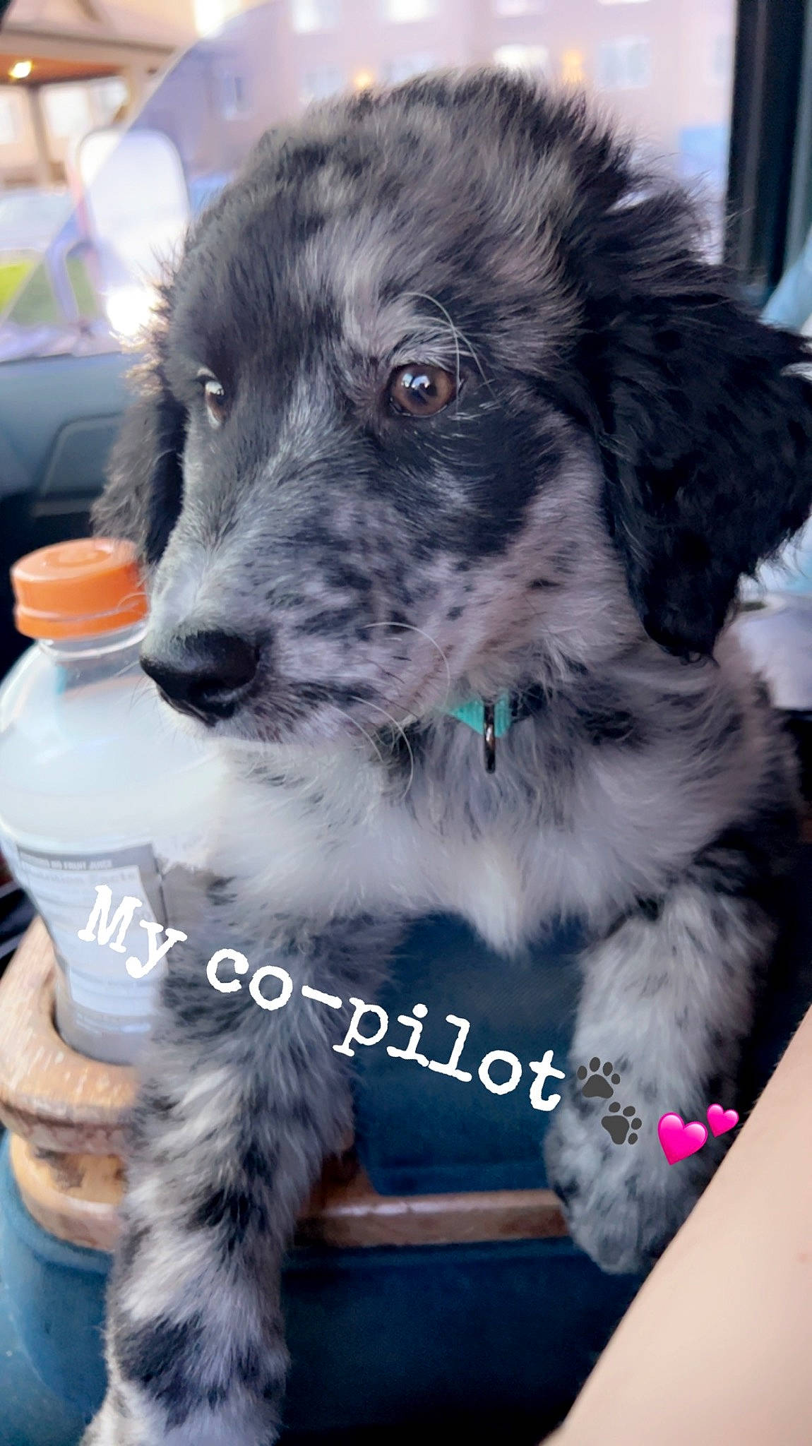 Scout is registered to the contest to win money with this photo: borador, border_collie, bottle, canidae, carnivore, collar, companion_dog, dog, dog_breed, dog_collar, fur, herding_dog, plastic_bottle, puppy, snout, sporting_group, water_bottle, whiskers, working_animal, working_dog