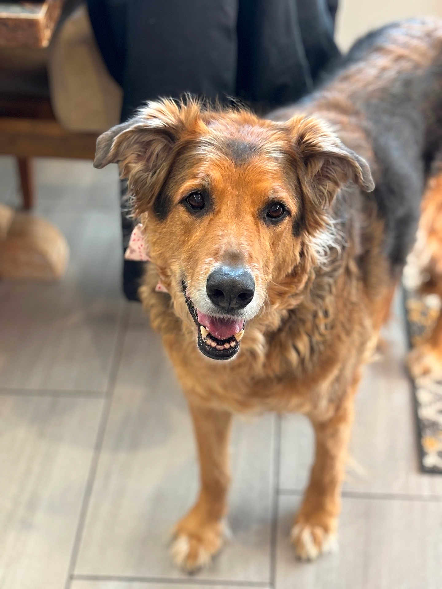 Riley is registered to the contest to win money with this photo: dog, canine, pet, indoor, flooring, tile, fur, brown, happy, smiling, animal, mammal, domestic, ears, face, standing, looking, mouth, tongue, home