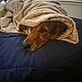Riley joined the competition — help win amazing prizes! dog, blanket, bed, cozy, indoor, resting, fur, animal, pet, snug, comfort, sleepy, brown, portrait, canine, cute, domestic, relaxation, warm, blanket_burrito